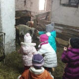 z-wizyt-w-hodowli-owiec